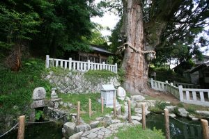 大湫宿 神明神社大杉