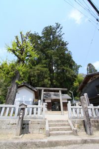 大湫宿 神明神社大杉