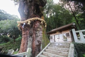大湫宿　神明神社大杉
