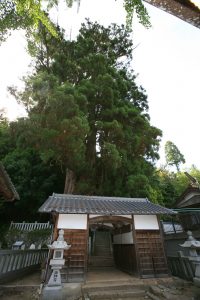 大湫宿 神明神社大杉