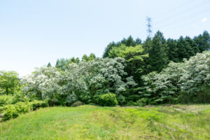 大湫 ヒトツバタゴ自生地　岐阜県 瑞浪市