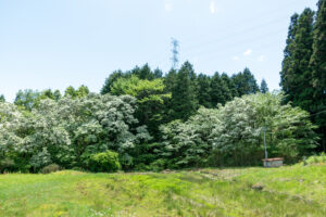 大湫 ヒトツバタゴ自生地　岐阜県 瑞浪市