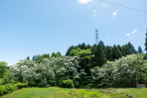 大湫 ヒトツバタゴ自生地　岐阜県 瑞浪市