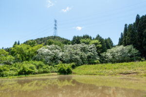 大湫 ヒトツバタゴ自生地　岐阜県 瑞浪市