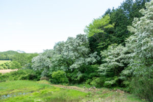 大湫 ヒトツバタゴ自生地　岐阜県 瑞浪市