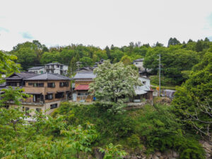 本郷ヒトツバタゴ自生地　岐阜県 瑞浪市