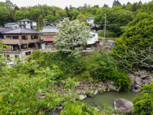 本郷ヒトツバタゴ自生地　岐阜県 瑞浪市