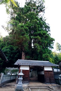神明神社の大杉