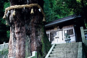 神明神社の大杉