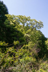 稲津 萩原ヒトツバタゴ自生地　岐阜県 瑞浪市