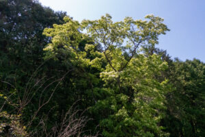 稲津 萩原ヒトツバタゴ自生地　岐阜県 瑞浪市
