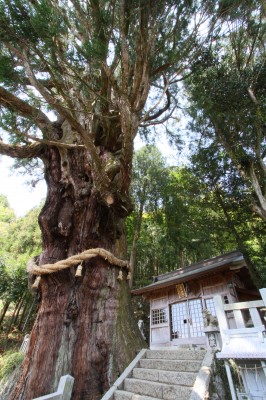 大湫宿 神明神社大杉