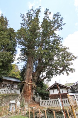 大湫宿　神明神社大杉