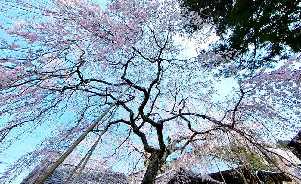 しだれ桜 櫻堂薬師 桜堂薬師