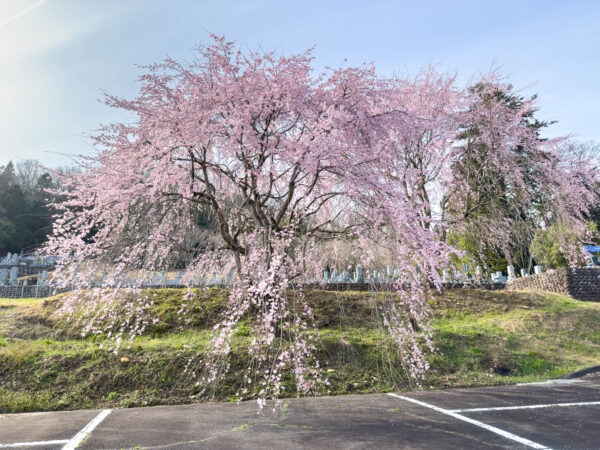 信光寺 しだれ桜