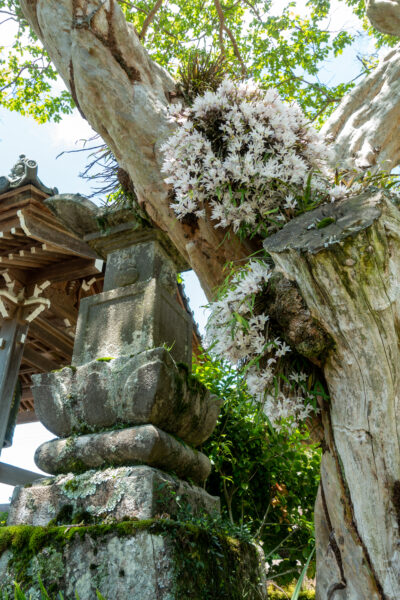 金城山 宗昌寺　岐阜県 瑞浪市 大湫町