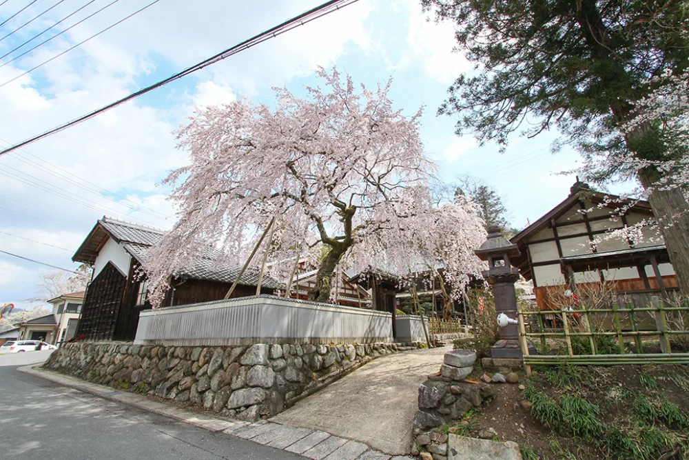 櫻堂薬師　しだれ桜　岐阜県 瑞浪市
