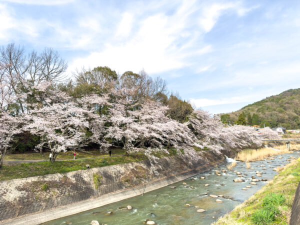 小里川桜_稲津　岐阜県 瑞浪市