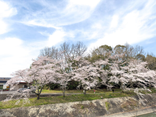 小里川桜_稲津　岐阜県 瑞浪市