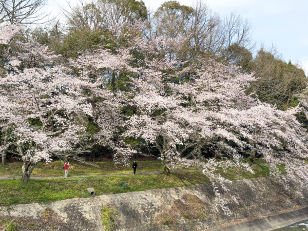 小里川桜_稲津　岐阜県 瑞浪市