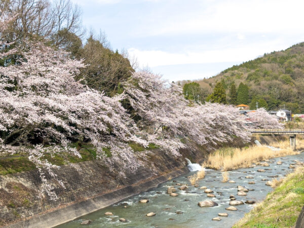 小里川桜_稲津　岐阜県 瑞浪市