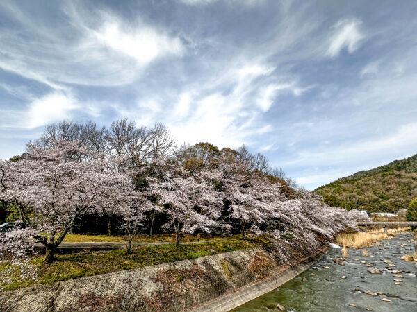 小里川桜_稲津　岐阜県 瑞浪市