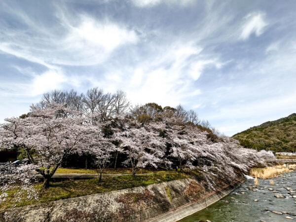 小里川桜_稲津　岐阜県 瑞浪市
