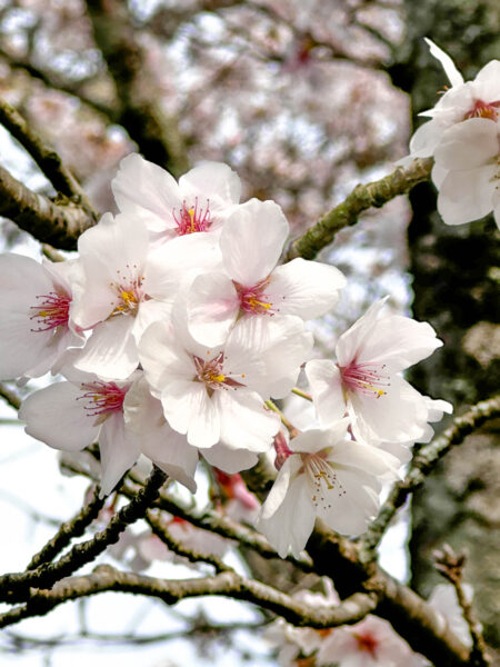 小里川桜_稲津　岐阜県 瑞浪市
