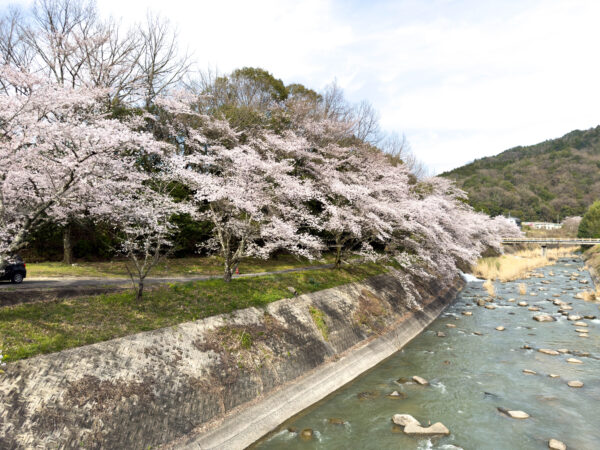 小里川桜_稲津　岐阜県 瑞浪市