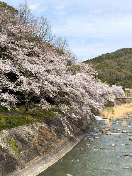 小里川桜_稲津　岐阜県 瑞浪市