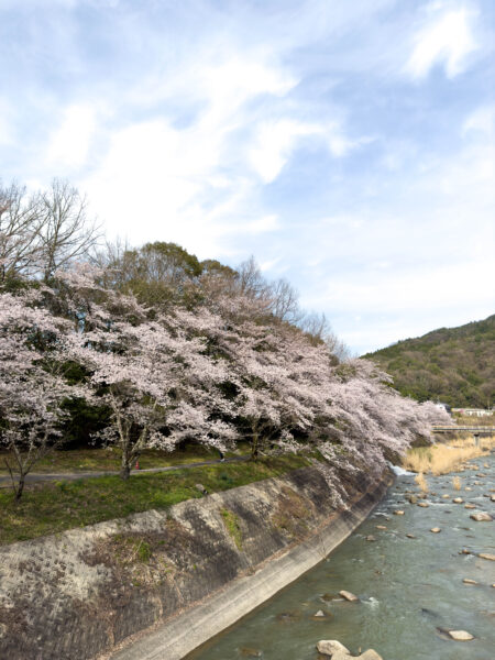 小里川桜_稲津　岐阜県 瑞浪市