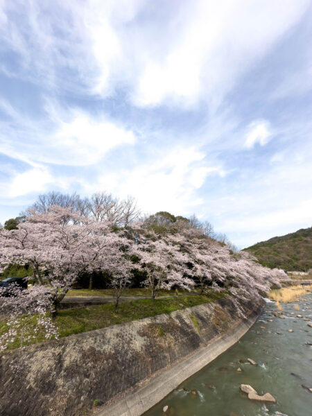 小里川桜_稲津　岐阜県 瑞浪市