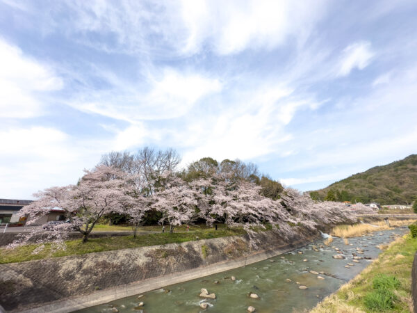 小里川桜_稲津　岐阜県 瑞浪市