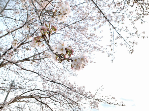 田中泥薬師　岐阜県 瑞浪市